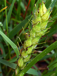 Hairy sedge