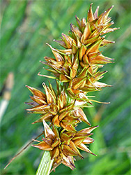 Spiked sedge