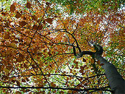 Leaves and branches