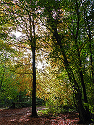 Trees beside a path