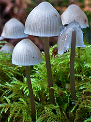 Moss and bonnet mushrooms