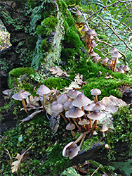 Moss and mushrooms