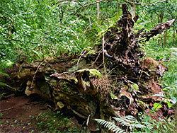 Fallen tree