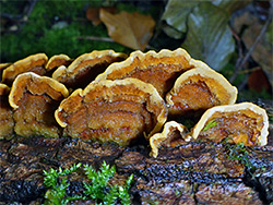 False turkey tail