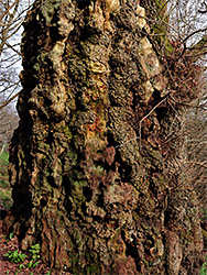 Reddish bark