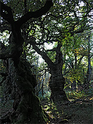 Ancient oaks