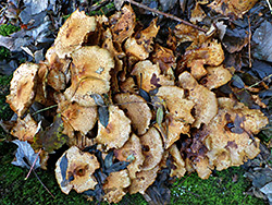 Scalycap mushroom