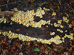 Many mushrooms