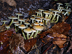 Group of fungi