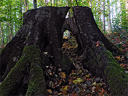 Passage through a stump