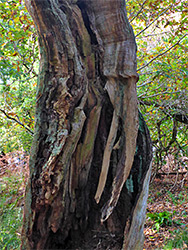 Rotting trunk