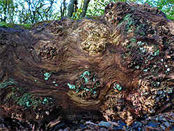 Green lichen