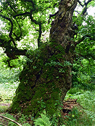 Mossy tree