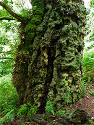 Lichen-covered trunk