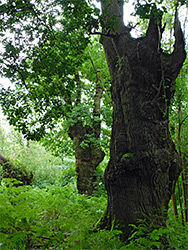 Two large trees