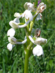 White orchid