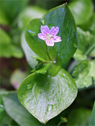 Pink purslane