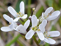 Hairy rockcress