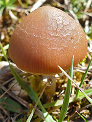 Mushroom