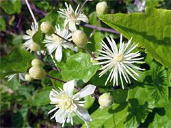 Clematis vitalba