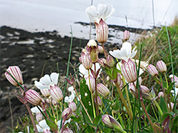 Sea campion