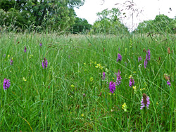 Orchids