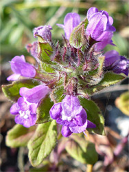 Clinopodium acinos