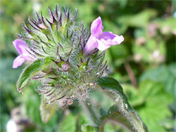 Flowers and bracts