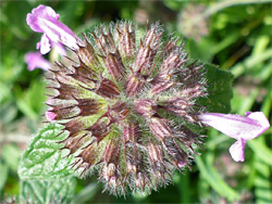 Hairy calyces