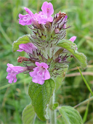 Leaves and flowers