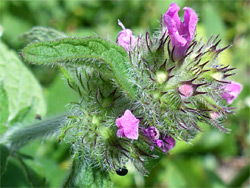 Flowers and empty calyces