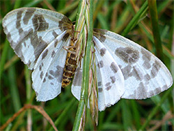 Clouded magpie