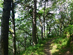 Path though Culbone Wood