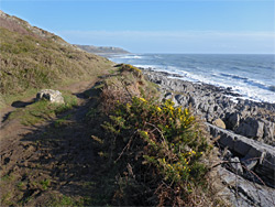 Gorse bush