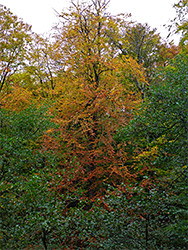 Autumnal tree