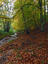 Leaves by the stream