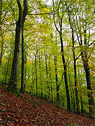 Tree-covered slope