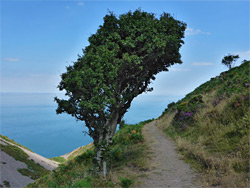 Isolated tree