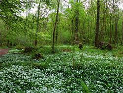 Wild garlic beside the path