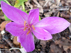 Colchicum autumnale