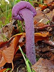 Amethyst deceiver