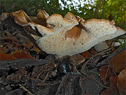 Bay polypore - stem