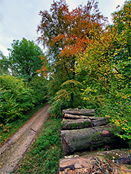 Autumnal leaves