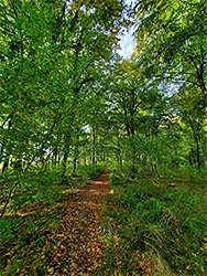 Wood edge path