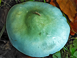 Blue roundhead - cap