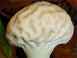 Common puffball