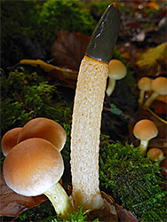 Dog stinkhorn