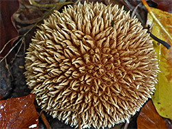 Dusky puffball