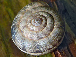 Eccentric snail
