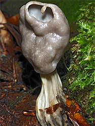 Elfin saddle - stem